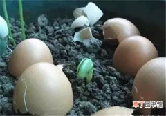 鸡蛋壳可以做花肥吗 如何用鸡蛋壳给花做肥料