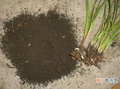 【盆栽】家庭盆栽植物花卉常用的有机肥