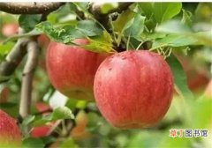 常吃苹果有什么好处 吃它对身体有8大好处