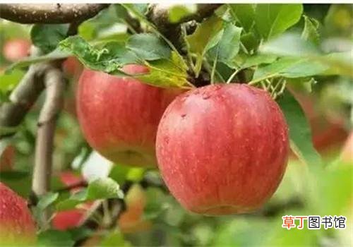 常吃苹果有什么好处 吃它对身体有8大好处