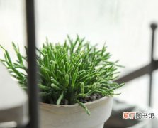 【净化空气】花友分享：净化空气最佳23种室内植物