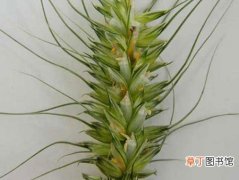 【防治】小麦吸浆虫的危害症状和防治方法