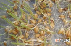 【营养】小麦胚芽油的来源、营养价值及功效与作用