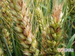 【防治】小麦赤霉病的危害症状及防治措施
