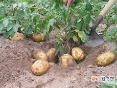【马铃薯】种植马铃薯怎么施肥？马铃薯种植施肥技术