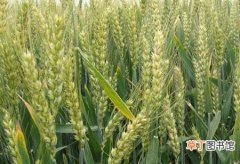 【产地】中国小麦主要产地和种植条件介绍