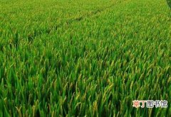 【水稻】种植水稻抽穗结实期的田间管理要点和注意事项