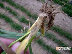 图片 【防治】小麦全蚀病的危害症状及防治方法