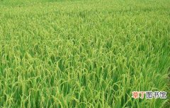 【成熟】水稻成熟期的田间管理要点