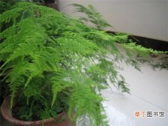 【养殖】家庭养殖植物文竹的作用和好处有哪些？