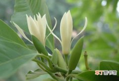 【种植】家庭种植白兰花的作用和好处有哪些？