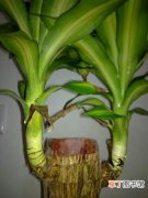 【养花】家庭养花知识：巴西铁柱叶子枯黄的原因和处理方法