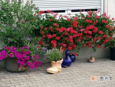 【阳台】家庭庭院阳台怎么养花？