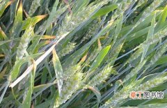 【防治】小麦白粉病的危害症状和防治方法