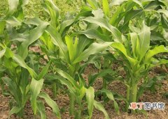 【种类】玉米田除草剂的种类选择及使用方法
