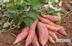 【产地】红薯的产地分布和生长环境要求