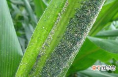 【蚜虫】玉米蚜虫的发生危害症状与防治方法