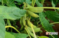 【生长】黄豆的生长周期和生长过程介绍