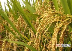 【种植】有机水稻的种植技术和田间管理要点介绍