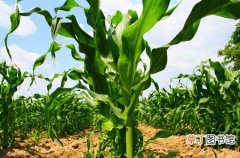 【种类】玉米田除草剂的不同种类和选择使用方法