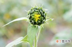 【生长】向日葵的生长过程和生长周期介绍