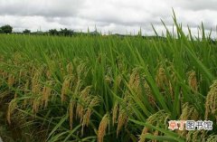 【生长习性】水稻生长习性和对环境的要求