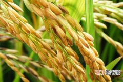 【生长】水稻生长中后期优质高产管理五措施