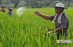 【施肥】水稻如何施肥？水稻高产种植技术施肥要点