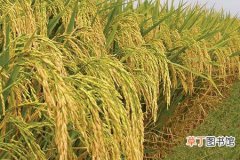【种子】水稻种子处理技术和加工过程介绍