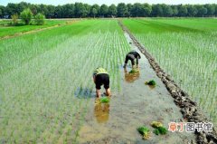 【水稻】水稻怎么插秧？水稻插秧时间和技术要求