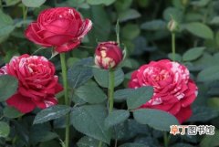 【茶】杂交茶香月季——红白毛茛月季图片