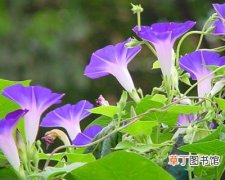 【养花】家庭养花防治害虫的花药自制方法