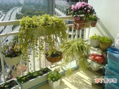 【阳台】家庭南阳台可以选择种植哪些花卉植物？