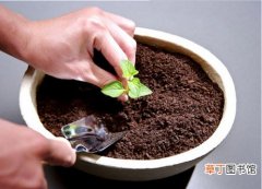 【土壤】花盆土壤结块怎么办？解决花盆土壤结块的小妙招
