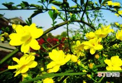 【家庭】适合家庭养殖的花卉植物图片及名称——迎春花
