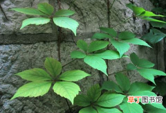 【植物】春夏秋冬常绿树爬墙植物！