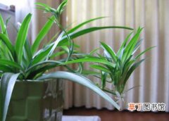【植物】室内植物吊兰的作用和好处有哪些？