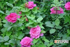 【玫瑰】月季和玫瑰怎么区分？月季和玫瑰的区别有哪些？
