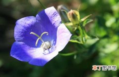 【种植方法】紫罗兰的种植方法和栽培管理技术