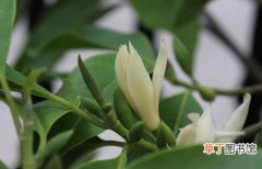 【生长习性】白兰花的生长习性和栽培管理技术