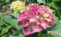 【繁殖】八仙花的繁殖方法和种植管理技术