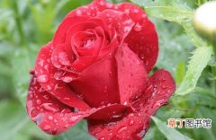 【繁殖】玫瑰花如何繁殖？玫瑰花的三种繁殖方法介绍