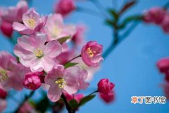 【盆栽】海棠花的地栽技术和盆栽养殖方法
