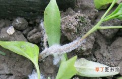 【病虫害】草木灰在花卉病虫害防治上的作用用途和使用方法