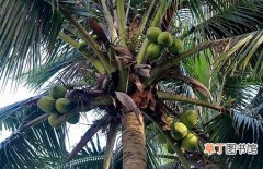 【树】椰子树的生长习性和种植栽培技术