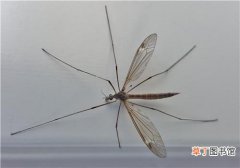 高层蚊子怎么来的 蚊子能飞到多高的楼层
