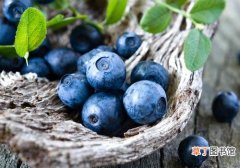 蓝莓是什么季节的水果 蓝莓几月份成熟