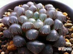 【图片】多肉植物名称及图片——紫肌玉露