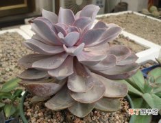 【图片】多肉植物名称及图片——紫色珍珠