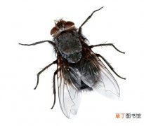 蚊香能杀死苍蝇吗 蚊香对苍蝇有什么作用
